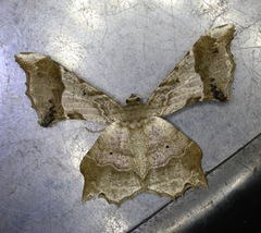 Krananda oliveomarginata