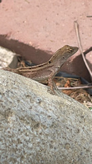 Anolis sagrei