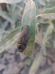 Ocypetes crassicollis