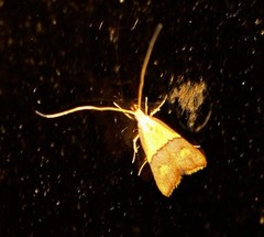 Crocanthes prasinopis