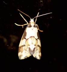 Philenora chionastis