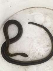 Dendrophidion bivittatus