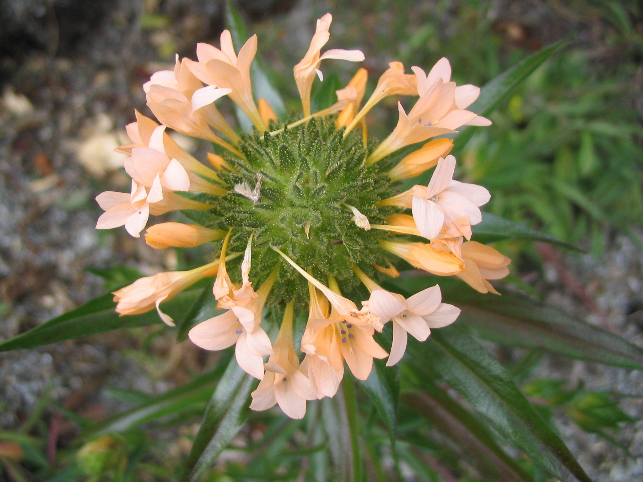 Polemoniaceae