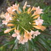 Polemoniaceae - Photo (c) John Barkla,  זכויות יוצרים חלקיות (CC BY), הועלה על ידי John Barkla