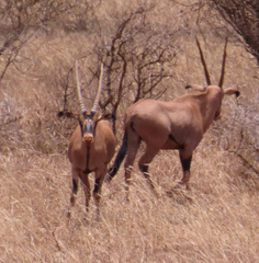 Oryx beisa callotis
