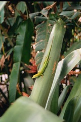 Anolis