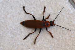 Cantharis coronata