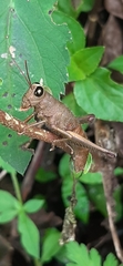 Orthoptera