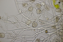 Peronospora agrestis