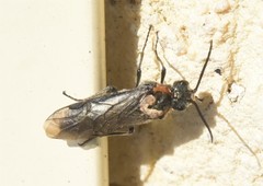 Dolerus haematodes