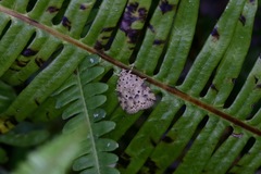 Giaura multipunctata