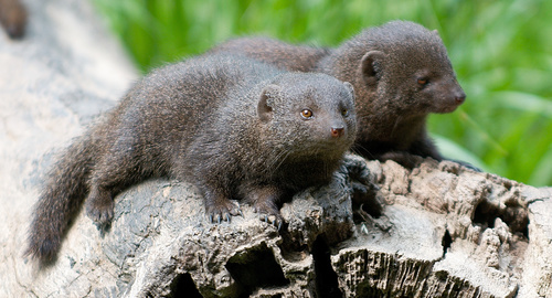 Common Dwarf Mongoose