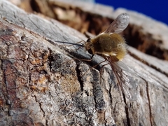 Bombylius medius