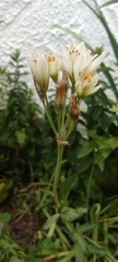 Nothoscordum gracile