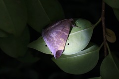 Pindara illibata