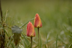 Tulipa gesneriana