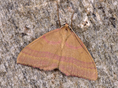 Rhodostrophia tabidaria