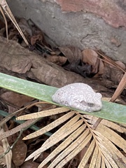 Hyla versicolor