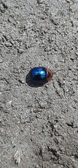 Coleoptera