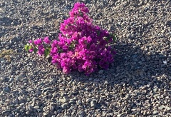 Magnoliopsida