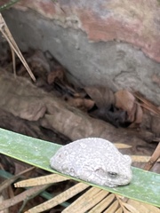 Hyla versicolor
