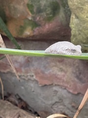Hyla versicolor