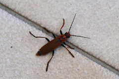 Cantharis coronata