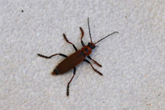 Cantharis coronata