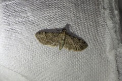 Eriopithex recensitaria