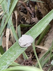Hyla versicolor