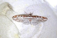 Eupithecia costalis