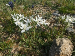 Ornithogalum