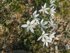Ornithogalum
