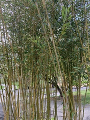 Phyllostachys aureosulcata