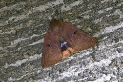 Thyas juno