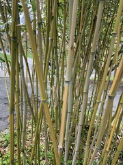 Phyllostachys aureosulcata