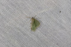 Idiochlora minuscula