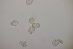Peronospora agrestis