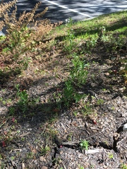 Asclepias fascicularis