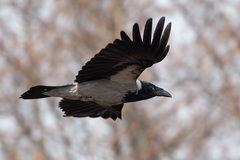Hooded Crow photo 5