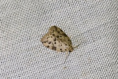 Giaura multipunctata