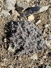 Eriogonum caespitosum