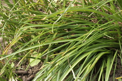 Puccinia liliacearum