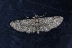 Eriopithex recensitaria