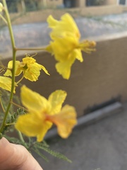 Parkinsonia