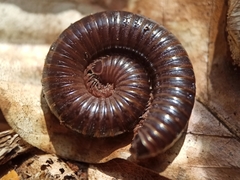 Cylindroiulus londinensis