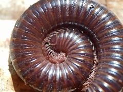 Cylindroiulus londinensis