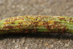 Puccinia liliacearum
