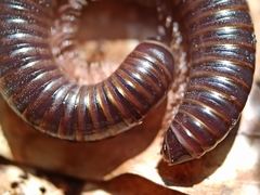 Cylindroiulus londinensis