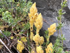 Orobanche caryophyllacea